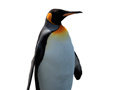 Trò chơi Penguin Painting: Coloring For Kids