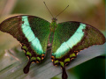 Trò chơi 100 Pics Quiz Online