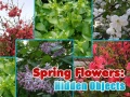 Trò chơi Spring Flowers: Hidden Objects