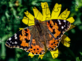 Trò chơi Jigsaw Puzzle: Spring