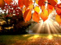 Trò chơi Jigsaw Puzzle: Autumn