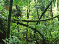 Trò chơi Jigsaw puzzle: Rainforest