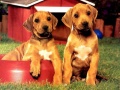 Trò chơi Puppy Pairs Puzzle