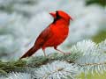 Trò chơi Birds Puzzle