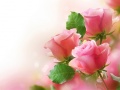 Trò chơi Pink Roses