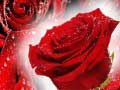 Trò chơi Red Roses