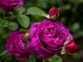 Trò chơi Purple Roses