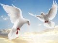 Trò chơi Flying Birds