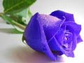 Trò chơi Blue Roses