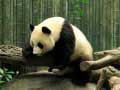 Trò chơi Pandas Puzzle