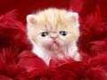 Trò chơi Funny Kitty