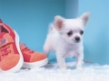 Trò chơi Lovely Puppy Puzzle