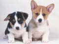 Trò chơi Cute Puppies Puzzle