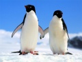 Trò chơi Penguin Puzzle