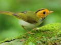Trò chơi Birds Slide