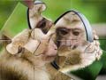 Trò chơi Chimpanzee Jigsaw