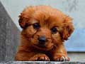 Trò chơi Puppy Puzzle