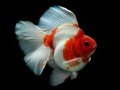 Trò chơi Gold Fish Jigsaw Puzzle