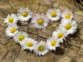 Trò chơi Daisy Heart Jigsaw