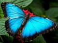 Trò chơi Nature Jigsaw Puzzle Butterfly