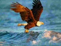 Trò chơi Animals Jigsaw Puzzle Eagle