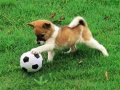 Trò chơi Playful Puppy Outdoor Puzzle