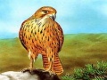 Trò chơi Birds of Prey Slide