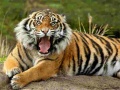 Trò chơi Animals Jigsaw Puzzle Tiger