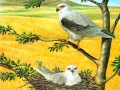 Trò chơi Birds Of Prey Puzzle
