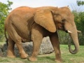 Trò chơi Animals Jigsaw Puzzle - Elephants