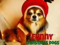 Trò chơi Funny Christmas Dogs