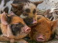 Trò chơi Piglet Piggy Jigsaw