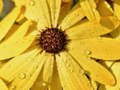 Trò chơi Flower Petals Raindrop Jigsaw