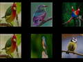 Trò chơi Memorize the birds