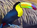 Trò chơi Toucan Bird Jigsaw