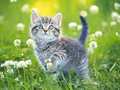Trò chơi Kittens Jigsaw