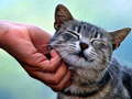 Trò chơi Tickling Cat