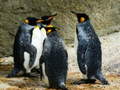 Trò chơi King Penguin Jigsaw