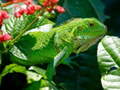 Trò chơi Wild Iguana