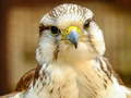 Trò chơi Gyrfalcon Jigsaw