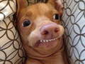 Trò chơi What meme dog are you ?
