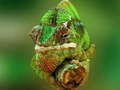 Trò chơi Chameleon Jigsaw