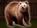 Trò chơi Save The Grizzly Bear