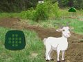 Trò chơi Goat Find The Child