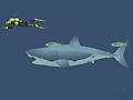 Trò chơi Mad Shark